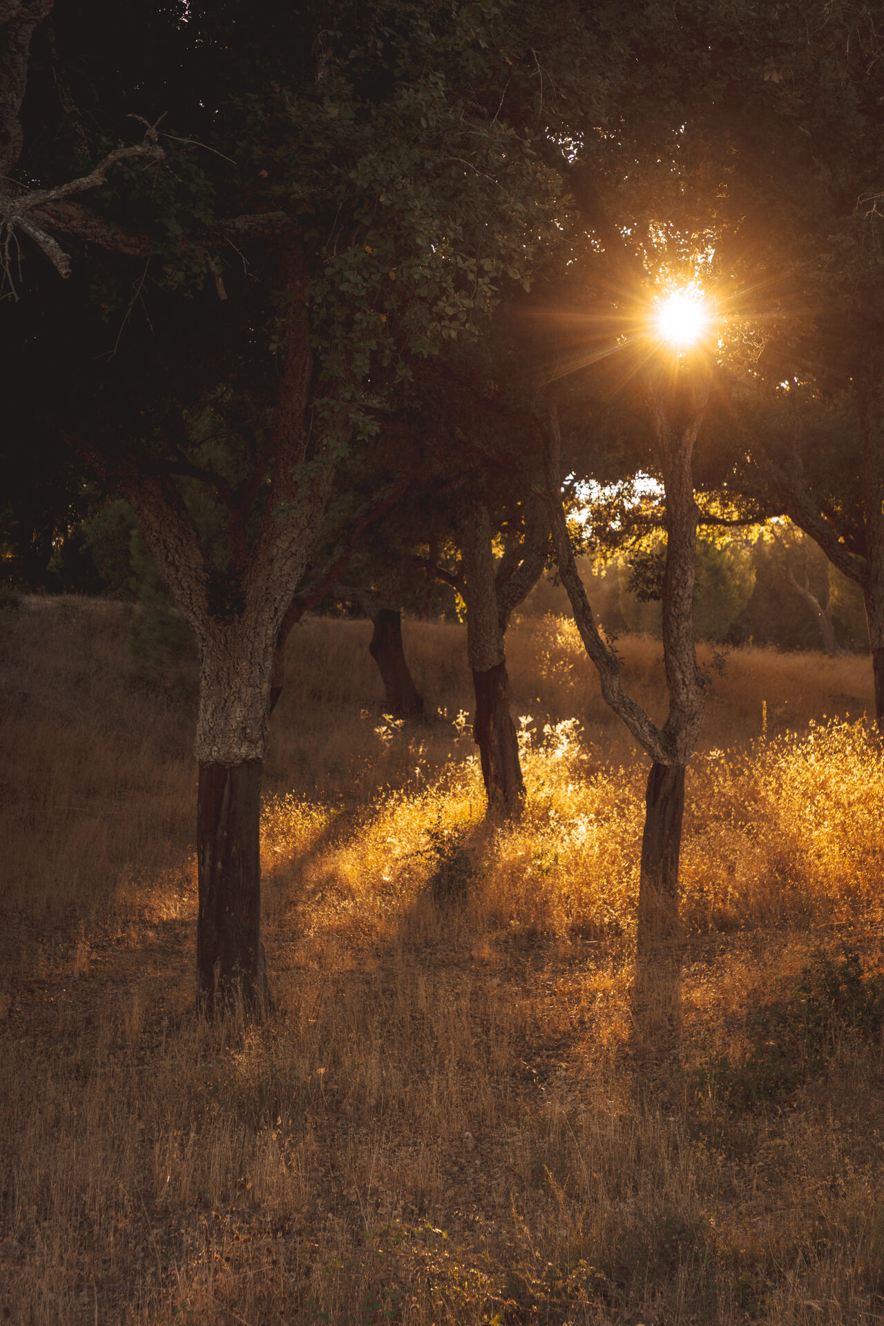 Golden light through the cork forest of AMAIA Valley.