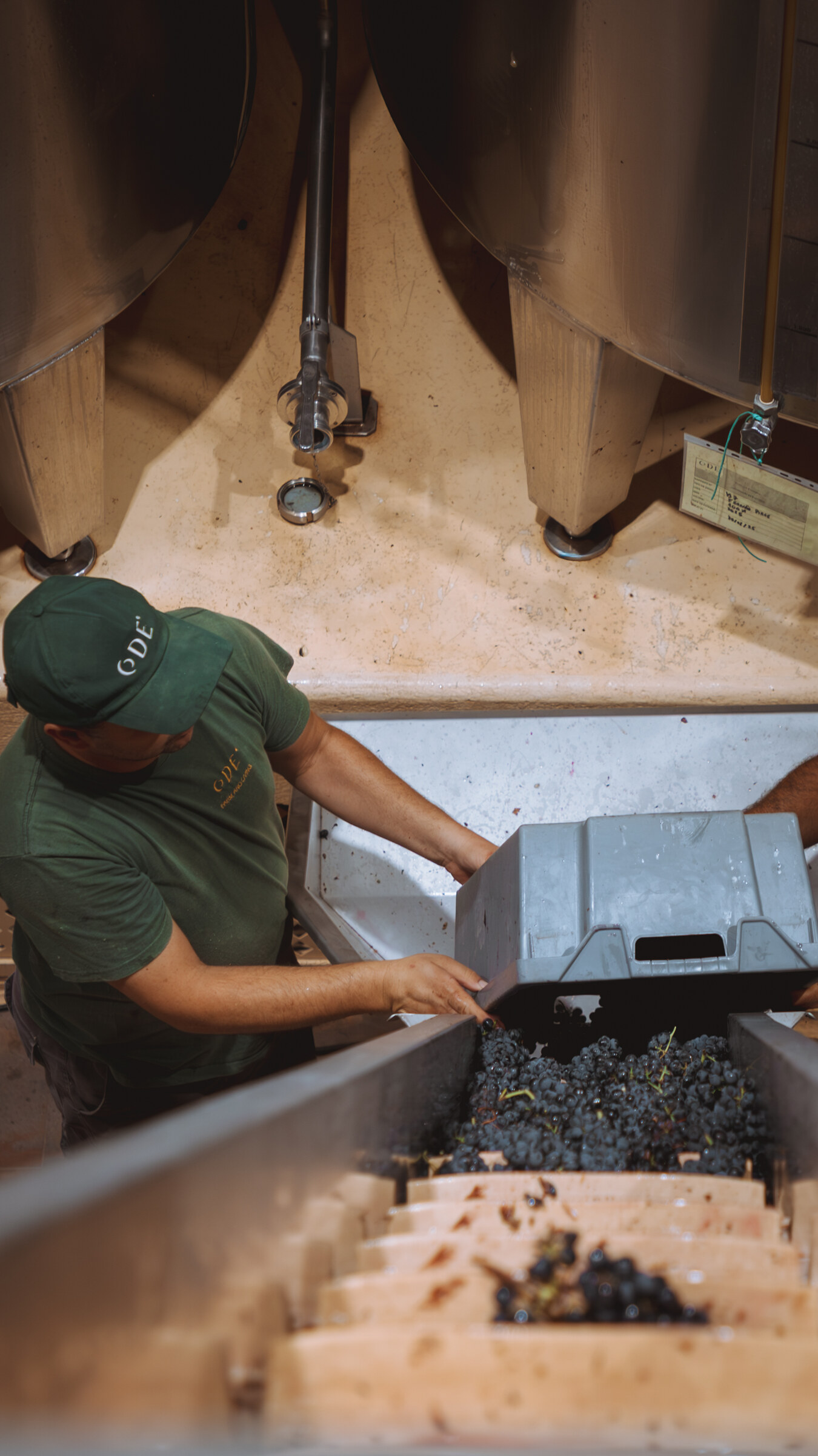 ODE winemaking team loading grapes at the tanks.