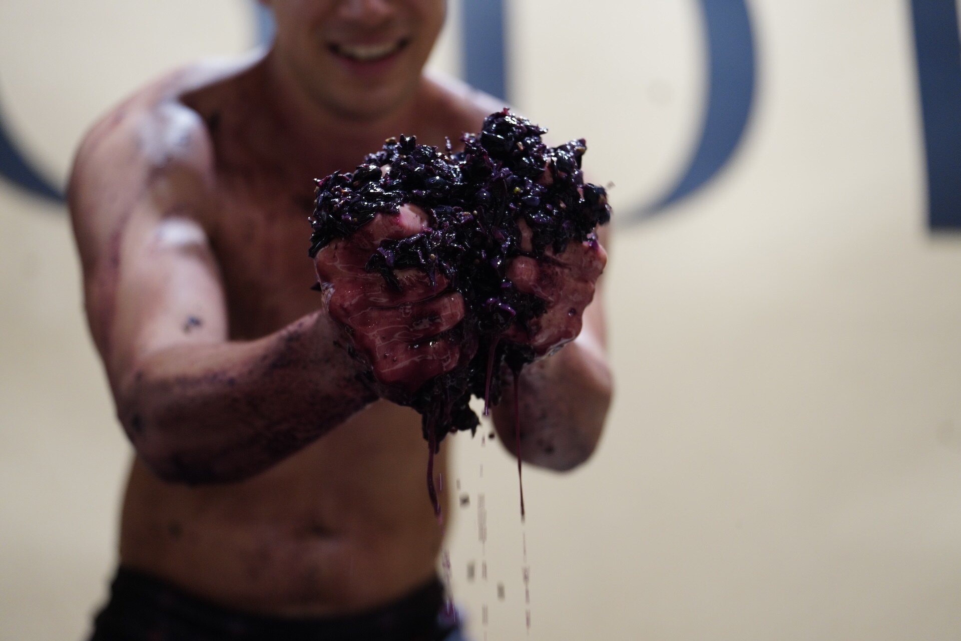 Hand-crushing grapes at harvest at ODE.