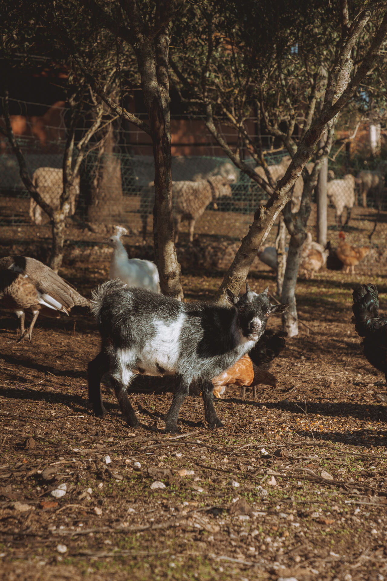 Goats at the barn.