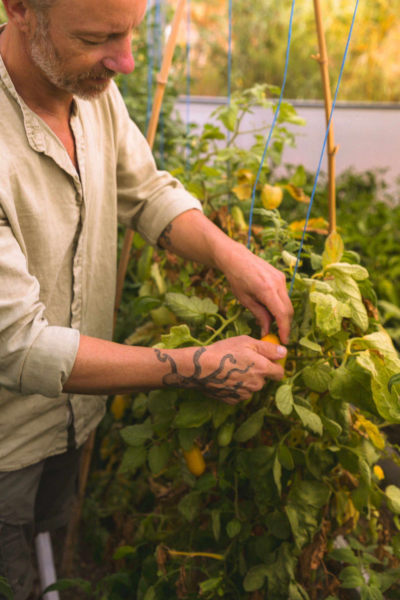Hands gathering fresh greens.