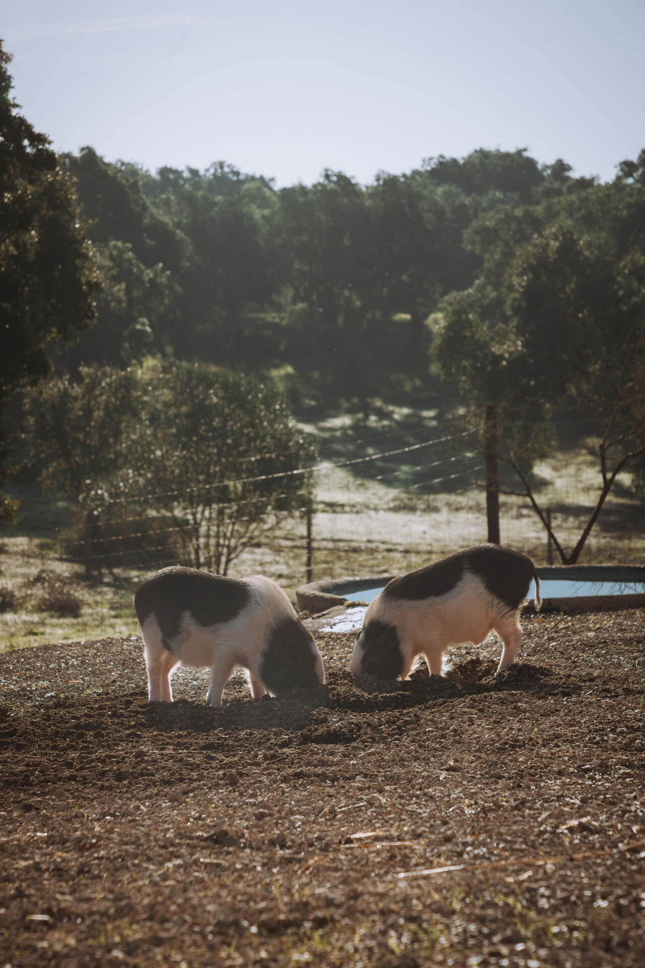 Pigs rooting in the paddock at Ode Farm.