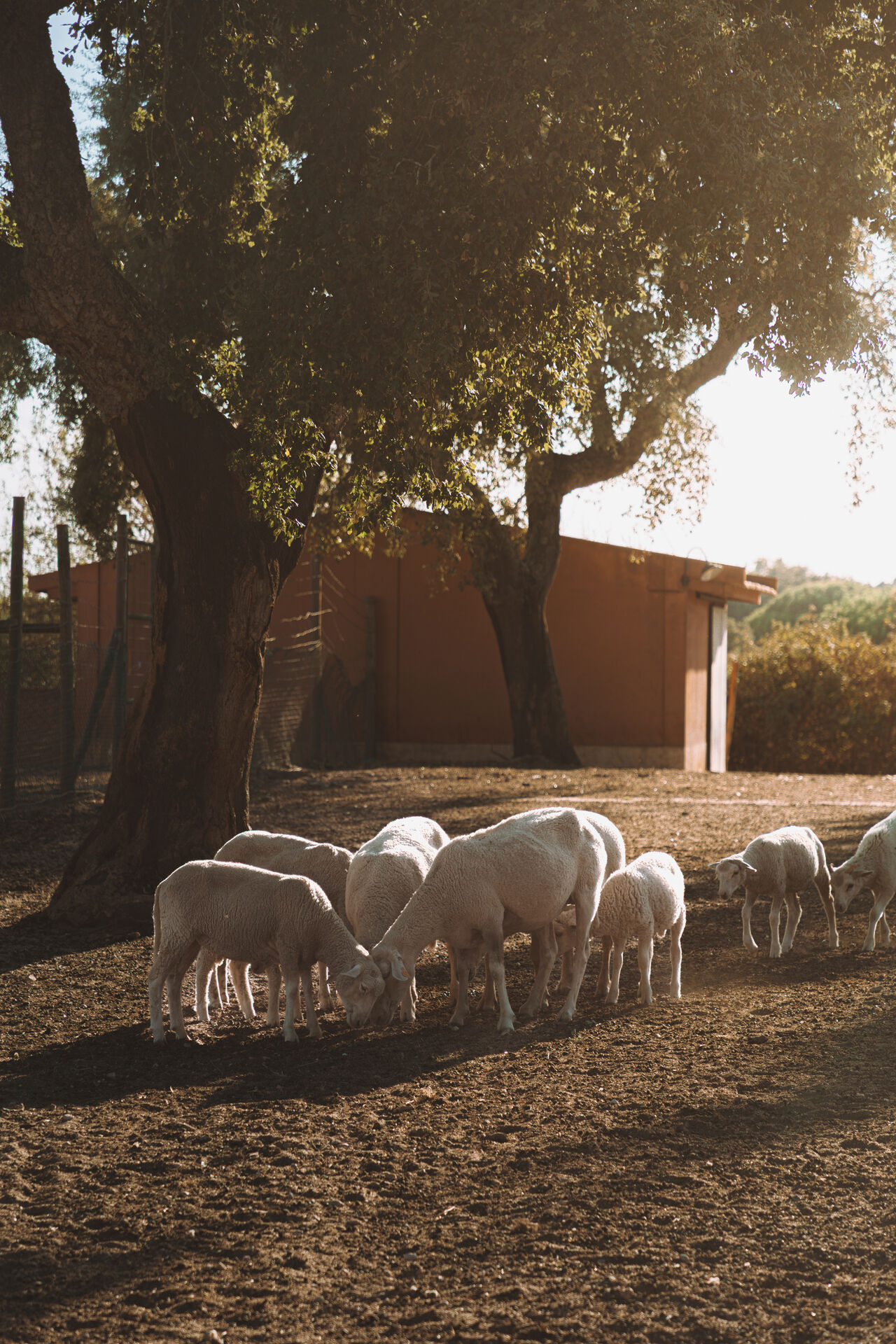 Sheep grazing among the olive trees at Ode Farm.