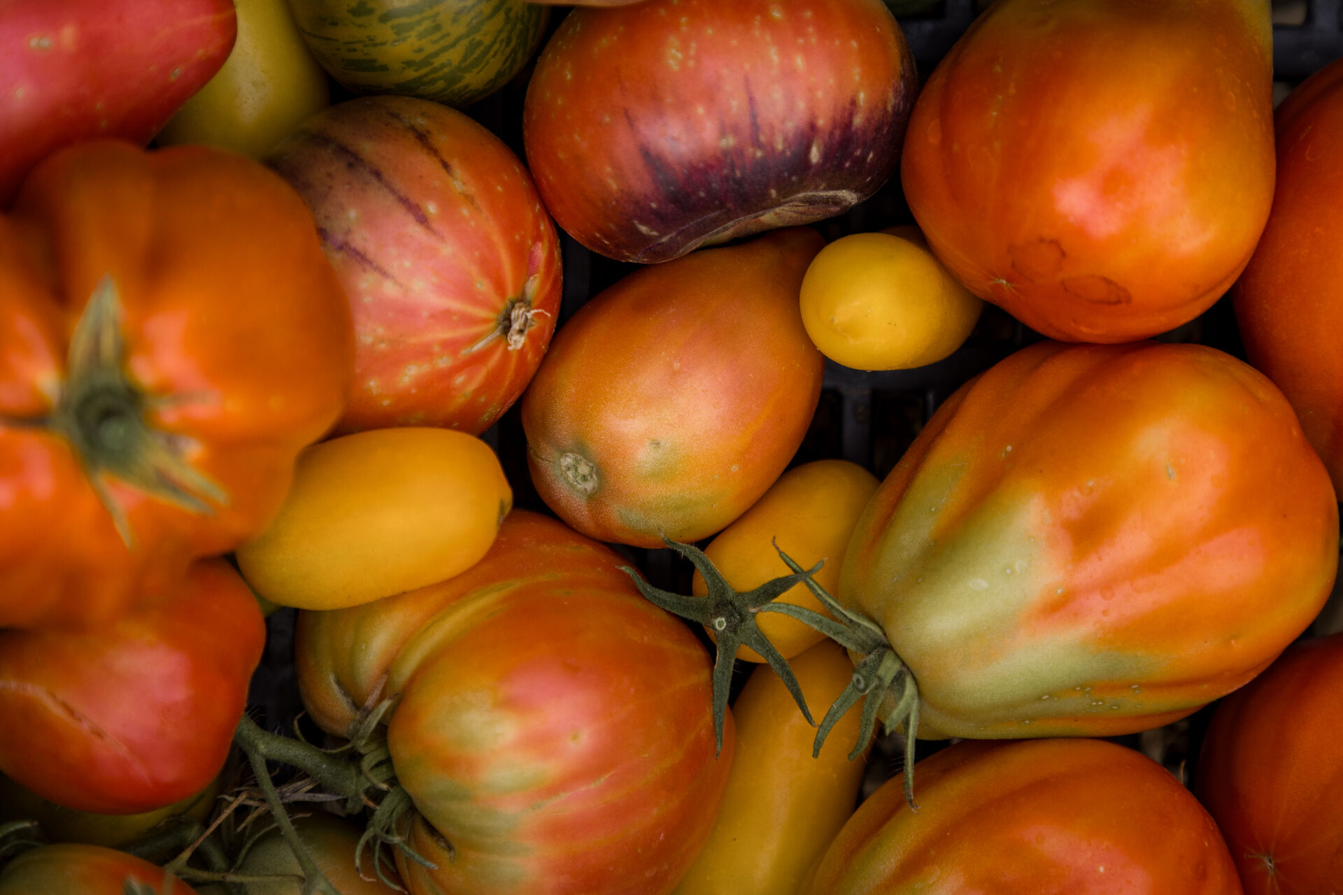 Heirloom tomatoes grown at Ode Farm.