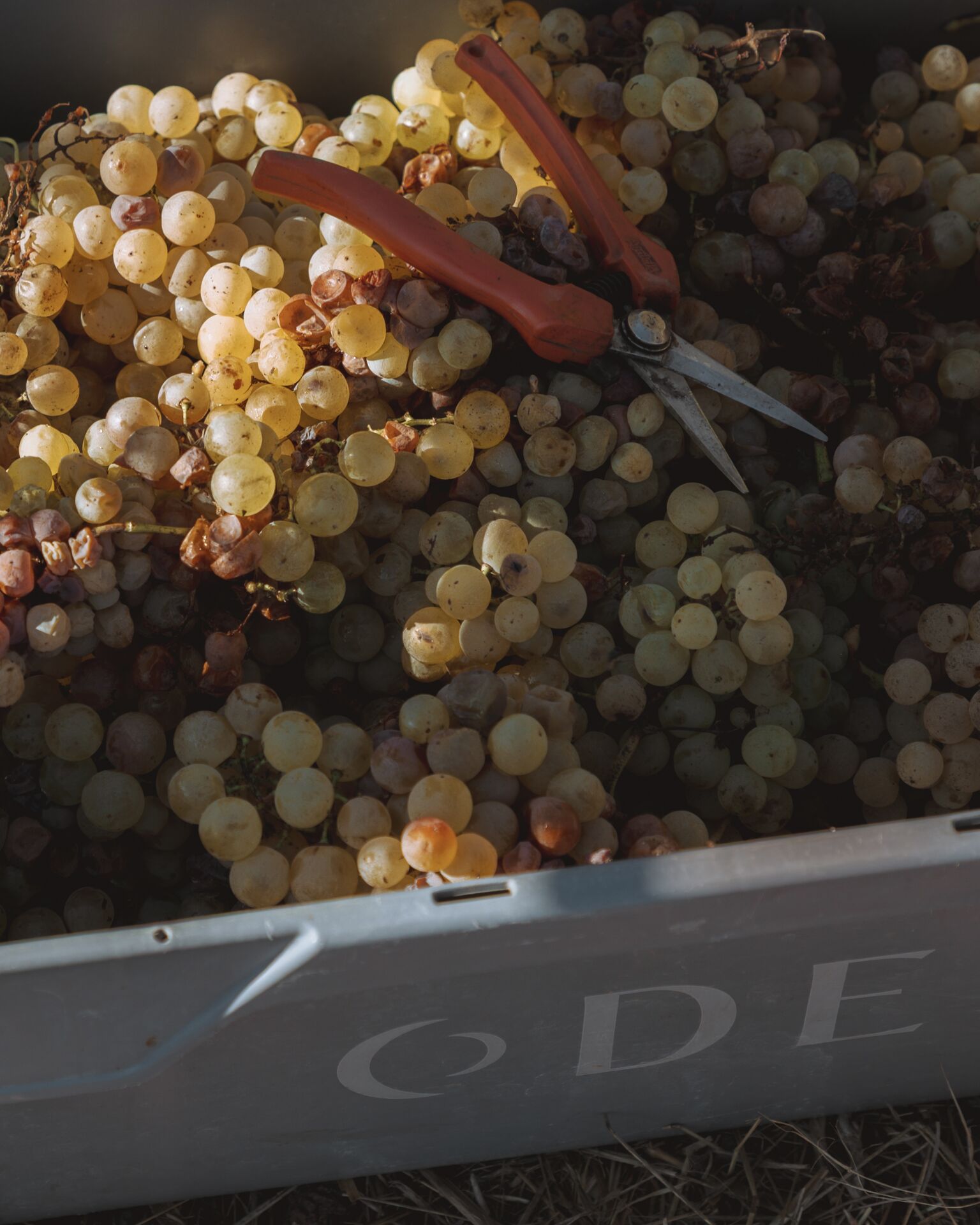 A crate of white grapes at harvest.