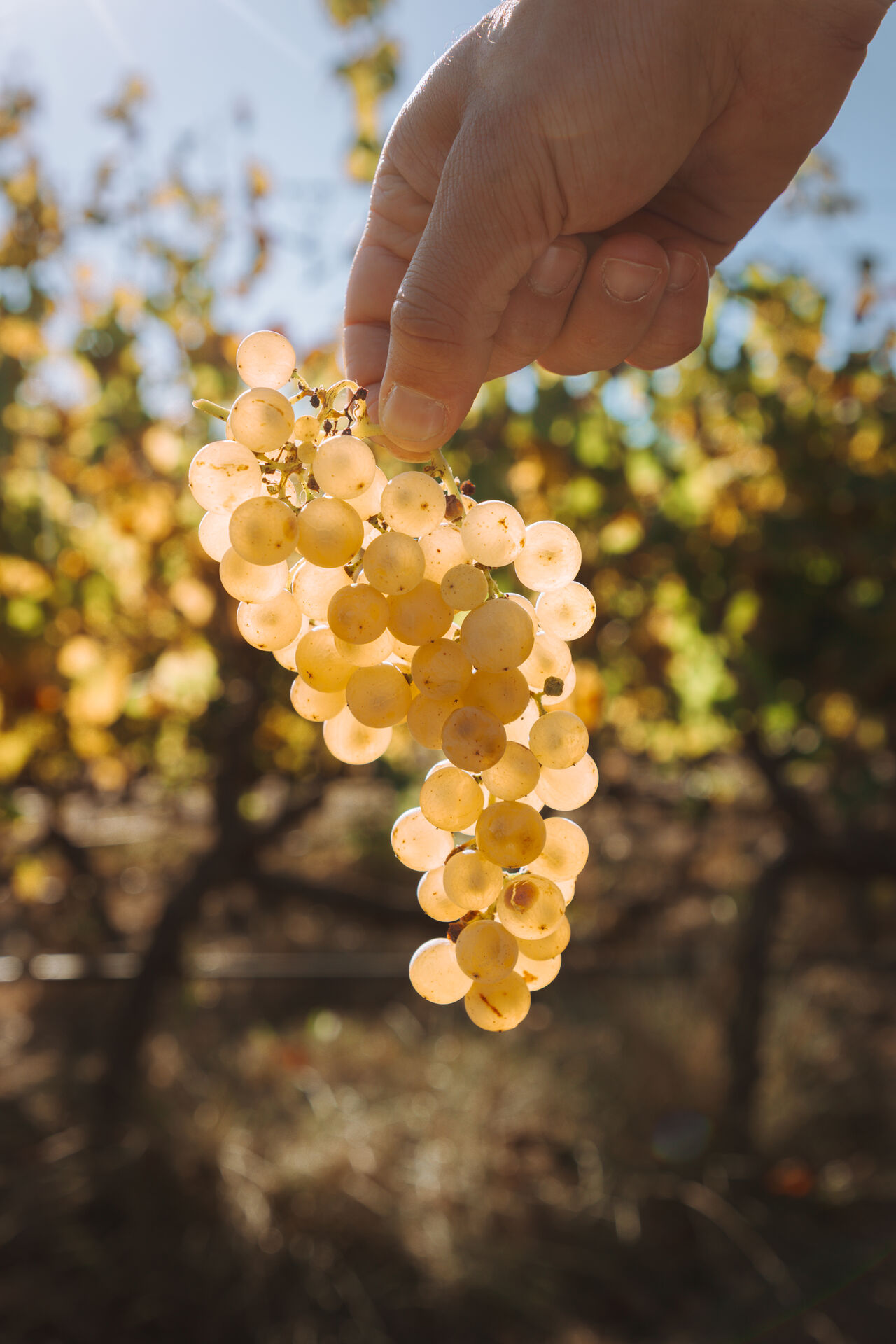 Golden Semillon grapes held up to the light at harvest.