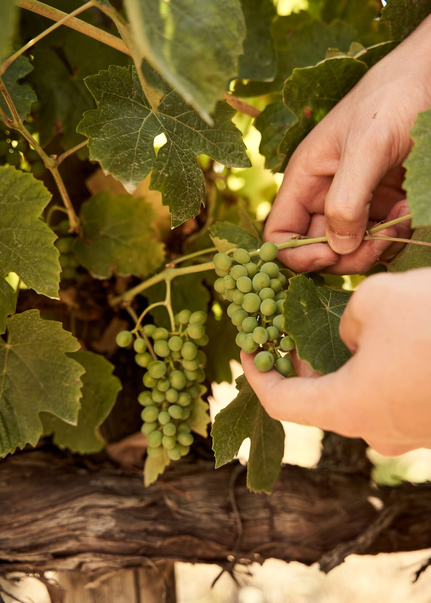 Hands picking grapes in the Ode vineyard.