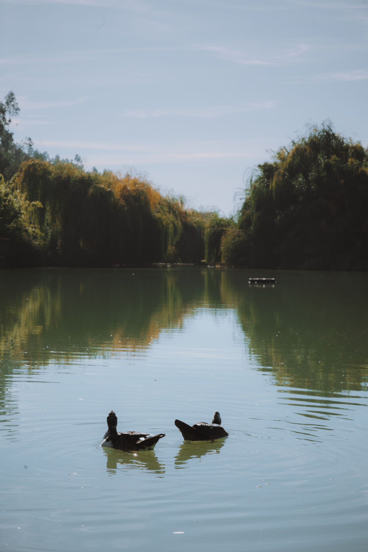 Ducks on the estate lake.