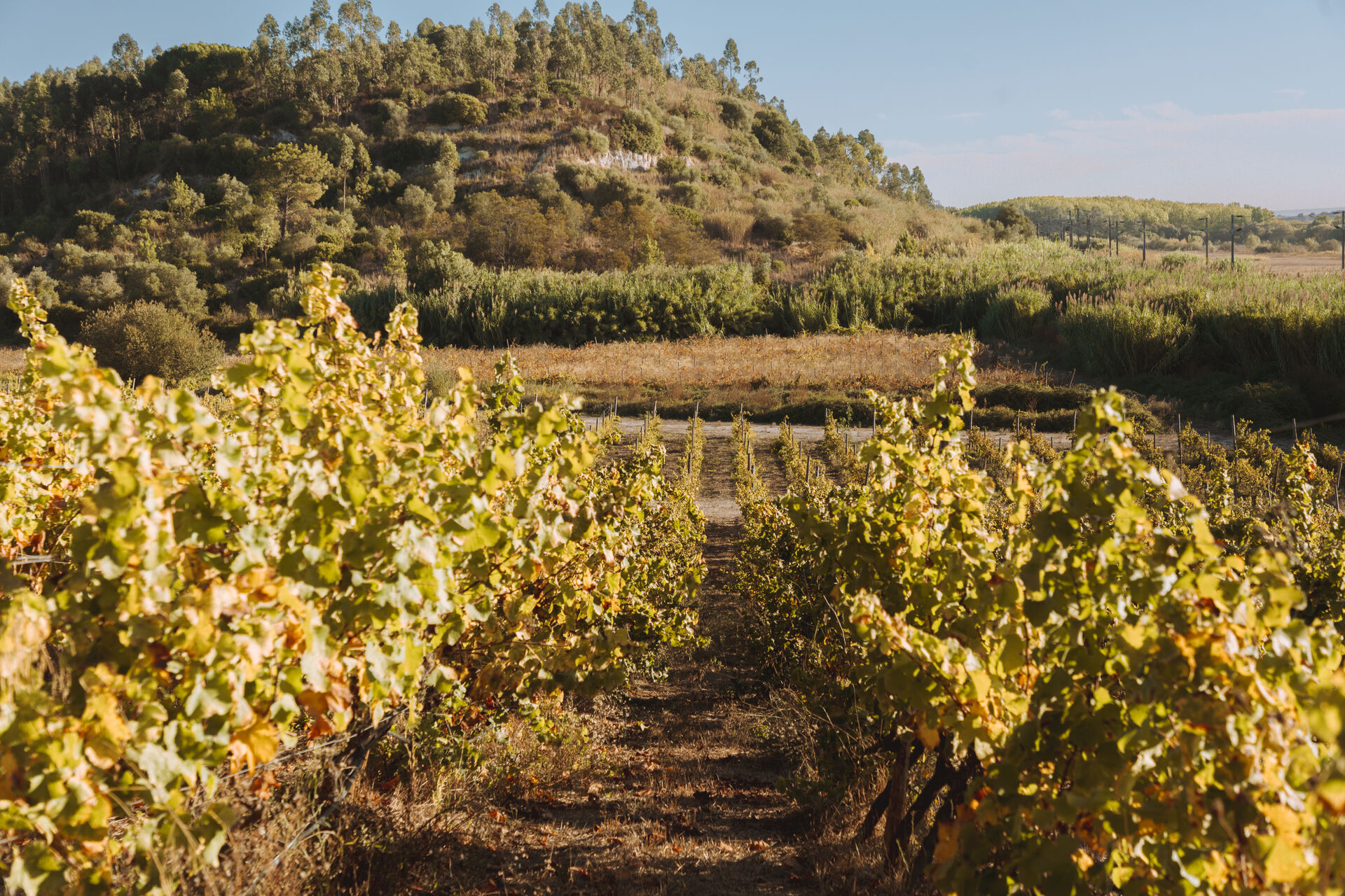 The vineyards rolling toward the valley at Ode.