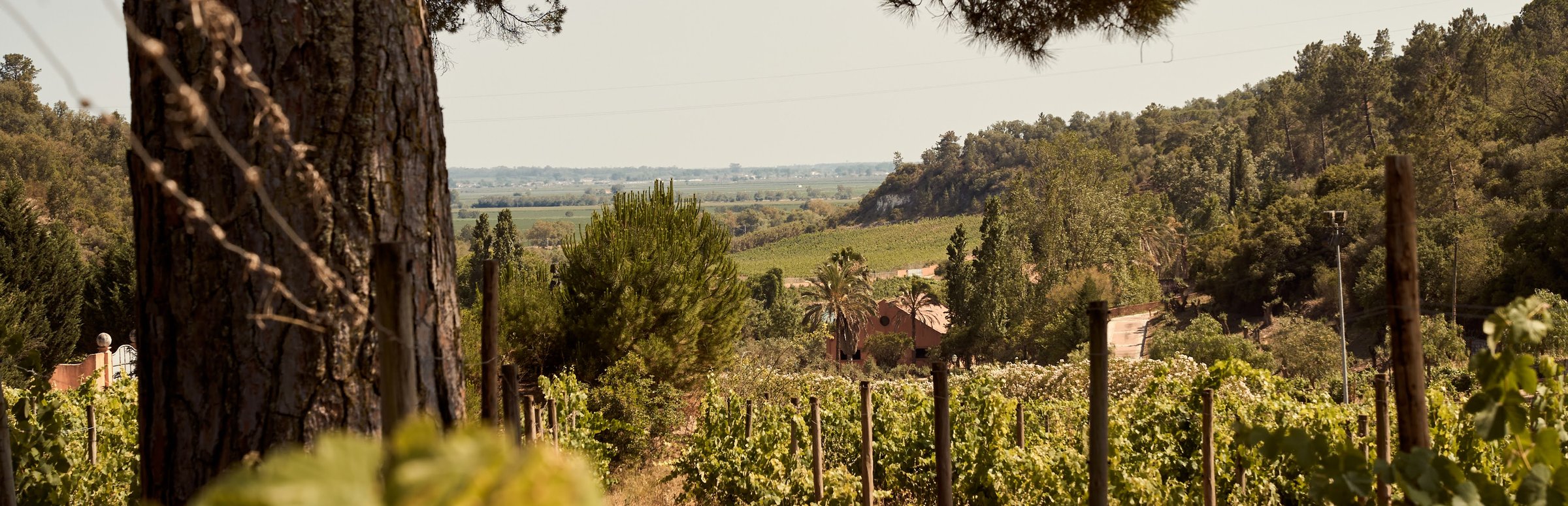 Aerial view of vineyard rows at Ode.