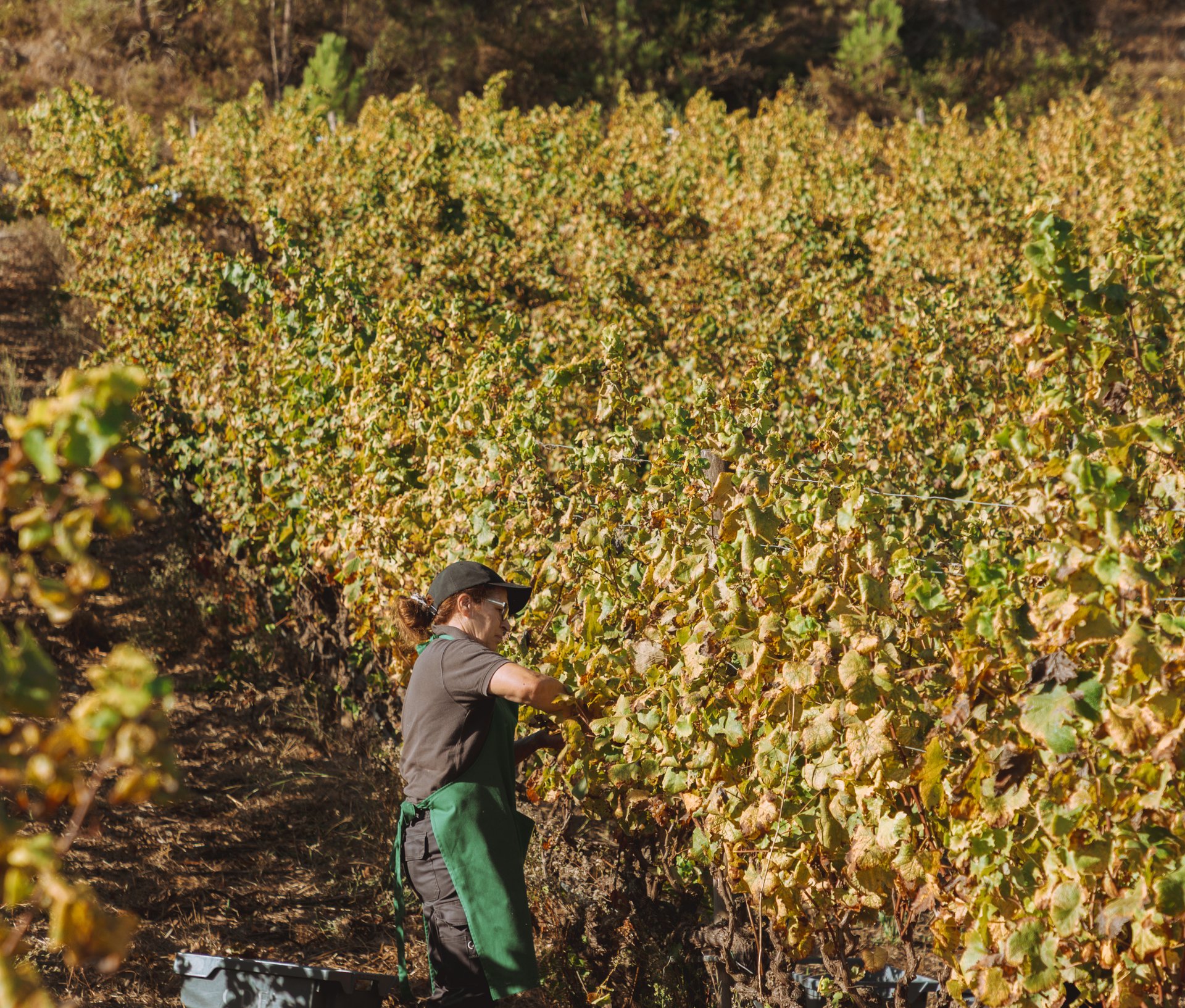 ODE winemaking team loading grapes at the tanks.